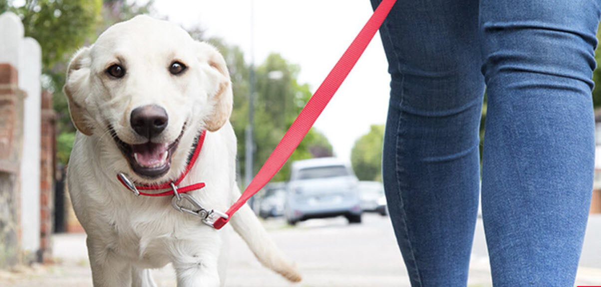  Leash Reactivity Training Class