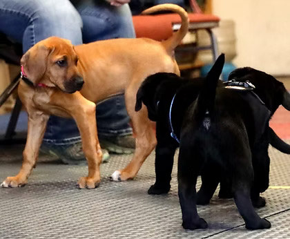 Puppy Group Class