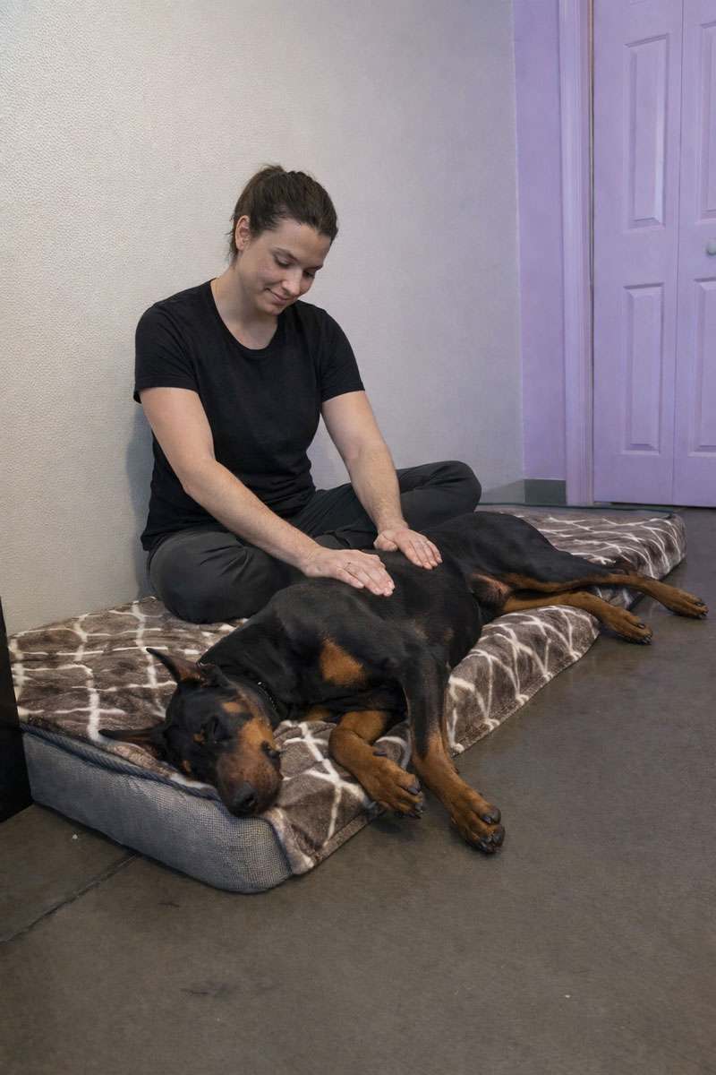 Dog getting a massage