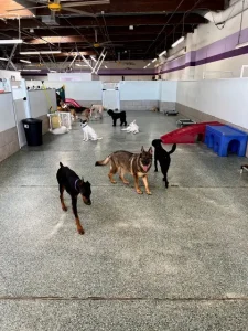 Big Dog Facility