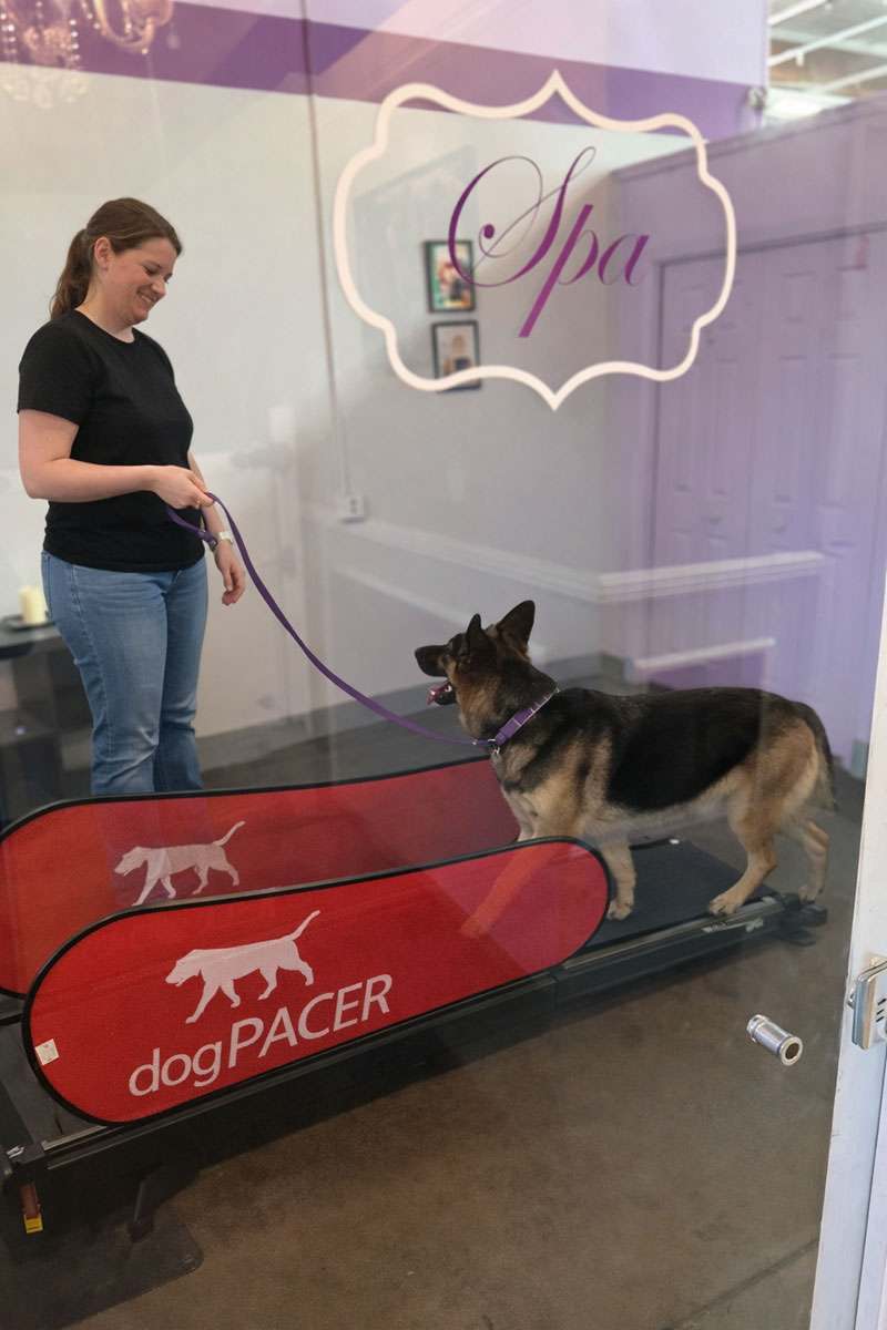Dog on a treadmill