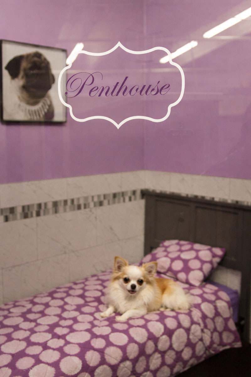 Dog sitting on a bed in the boarding area