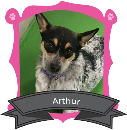 August Camper of the Month is Arthur!